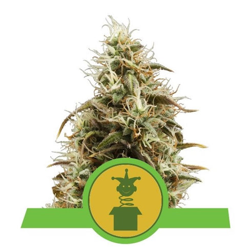Royal Queen Seeds - Royal Jack Auto