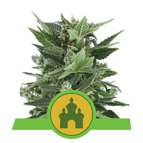 Royal Queen Seeds - Royal Critical Auto