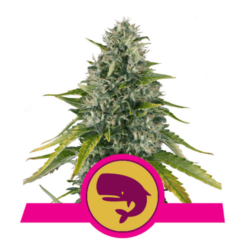 Royal Queen Seeds - Royal Moby