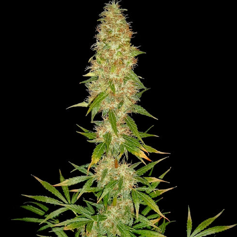 Spliff Seeds - Royal Thai