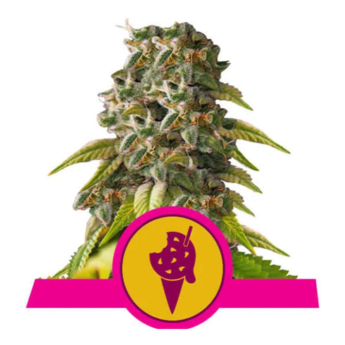 Royal Queen Seeds - Cookies Gelato