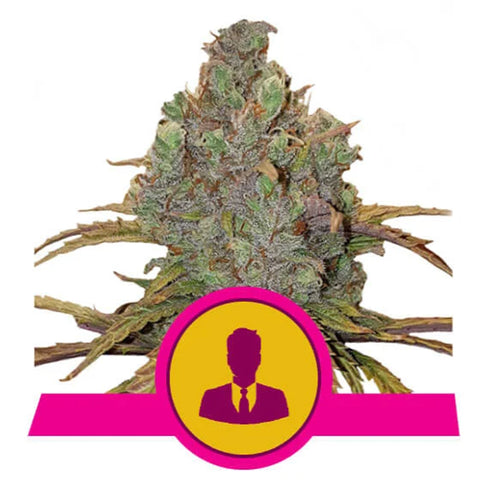 Royal Queen Seeds - El Patron