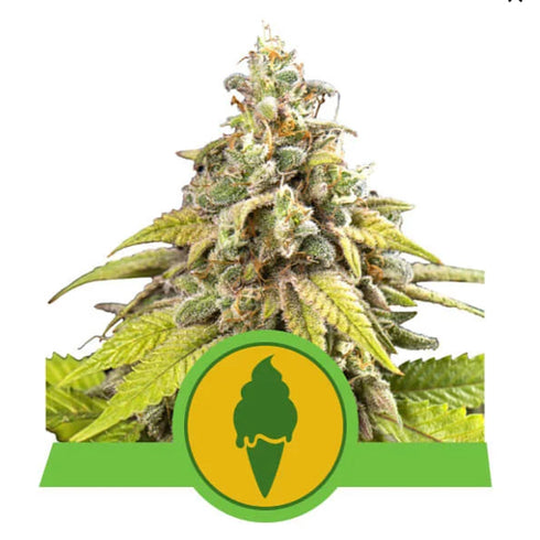 Royal Queen Seeds - Green Gelato Auto