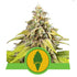 Royal Queen Seeds - Green Gelato Auto