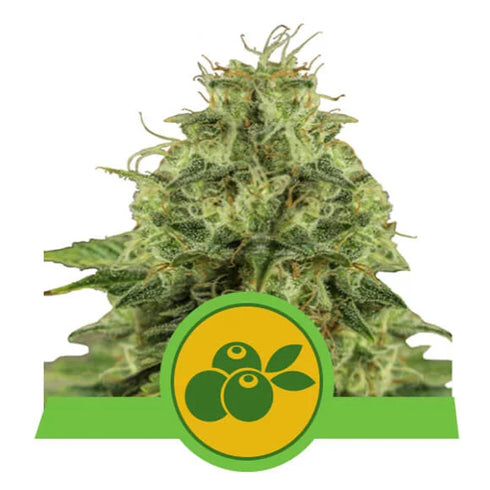 Royal Queen Seeds - Haze Berry Auto