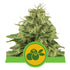 Royal Queen Seeds - Haze Berry Auto