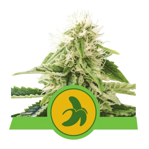 Royal Queen Seeds - Fat Banana Auto