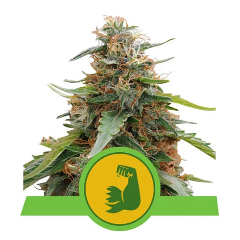 Royal Queen Seeds - Hulk Berry Auto