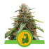 Royal Queen Seeds - Hulk Berry Auto
