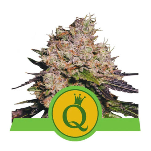 Royal Queen Seeds - Purple Queen Auto