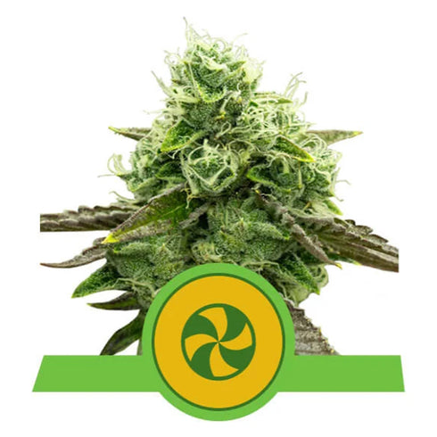 Royal Queen Seeds - Sweet ZZ Auto