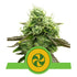 Royal Queen Seeds - Sweet ZZ Auto