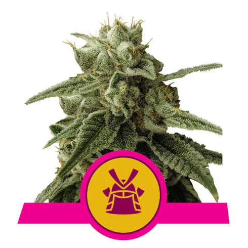 Royal Queen Seeds - Shogun