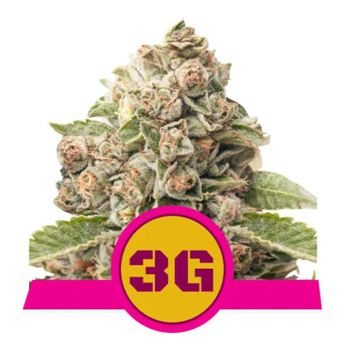 Royal Queen Seeds - Triple G