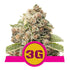 Royal Queen Seeds - Triple G
