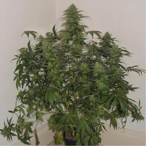 Flash Seeds - Russian Fuel Autoflowering