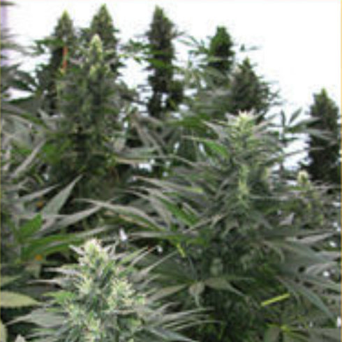 Mandala Seeds - Safari Mix