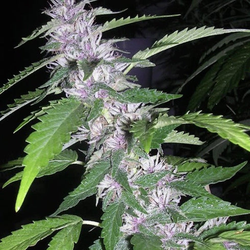 Cannabiogen - Sandstorm