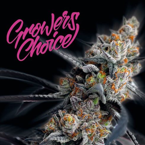 Growers Choice - San Fernando Valley x Purps