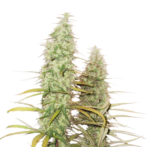 Seed Stockers Seeds - Superior Santa Marta Haze