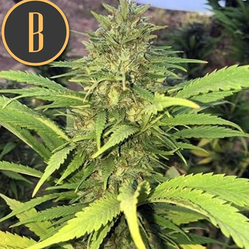 BlimBurn Seeds - Santa Muerte Fast