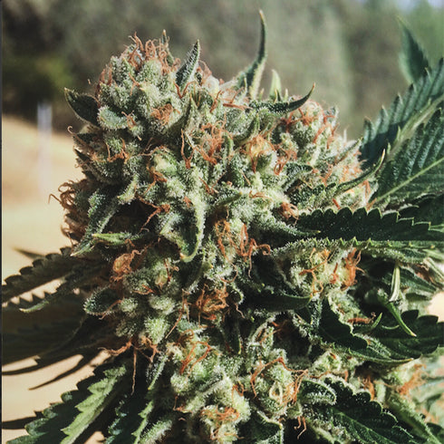 Humboldt Seed Organization - Sapphire OG