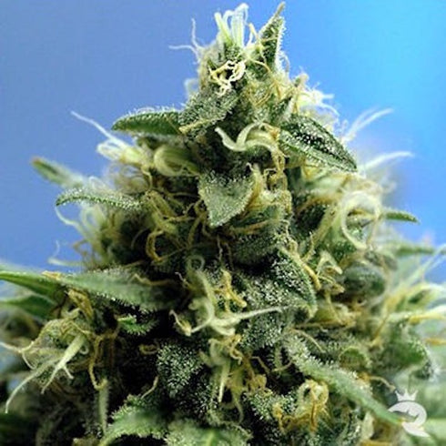 Sagarmatha Seeds - Cal-train Wreck