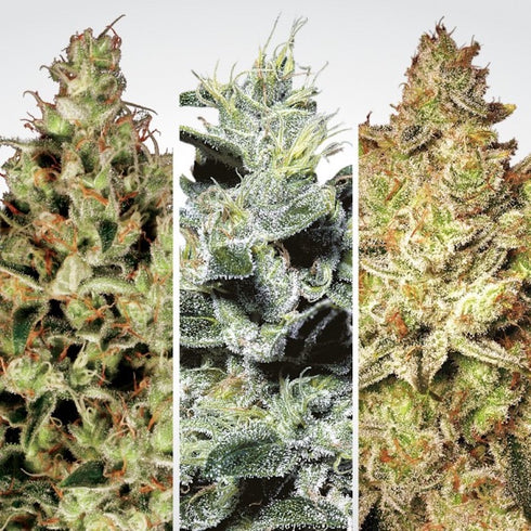 Paradise Seeds - Sativa Champion Pack