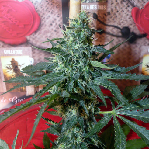 French Touch Seeds - Sativa des Rois
