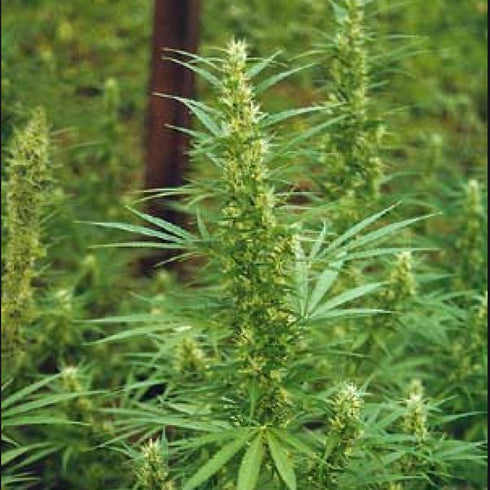 Flying Dutchmen - Mixed Sativa Diva's