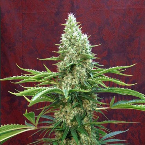 Mandala Seeds - Satori