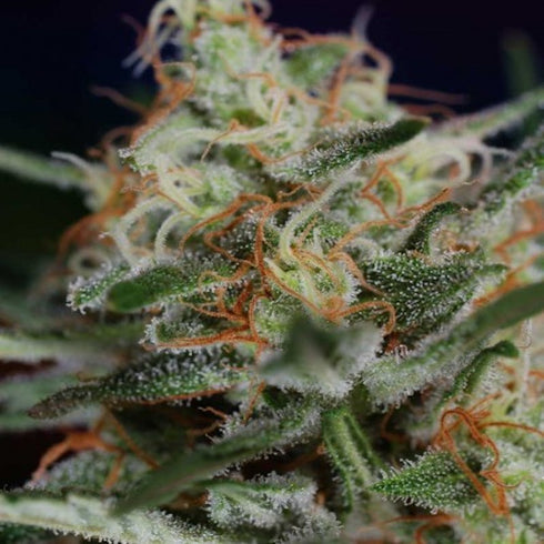 Subcool Seeds/TGA Genetics - Scarlet Queen