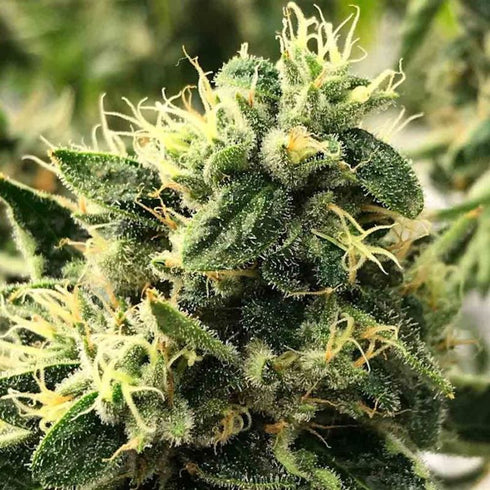 Rare Dankness - Scavenger's Daughter