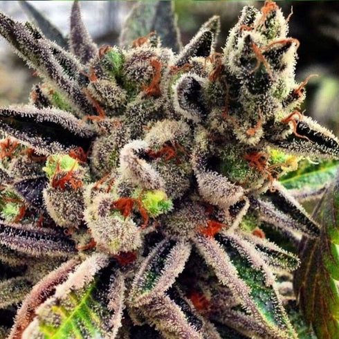 Rare Dankness - Scott's OG