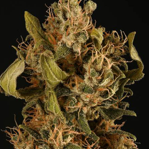 Humboldt x Seed Stockers Seeds - Thunder Banana