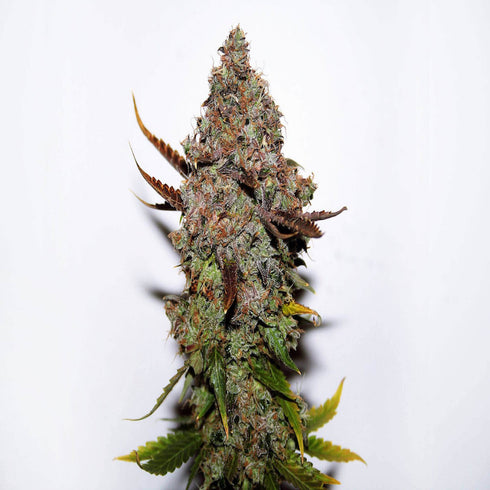 Seedsman - Original Skunk #1