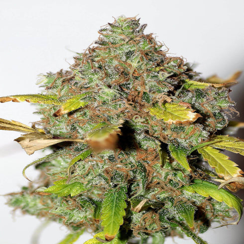 Seedsman - Original Skunk #1 Auto