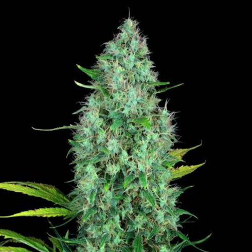 Serious Seeds - Serious 6