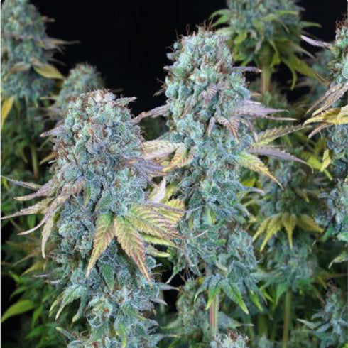 Serious Seeds - Serious Happiness