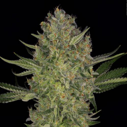 Serious Seeds - Serious Kush