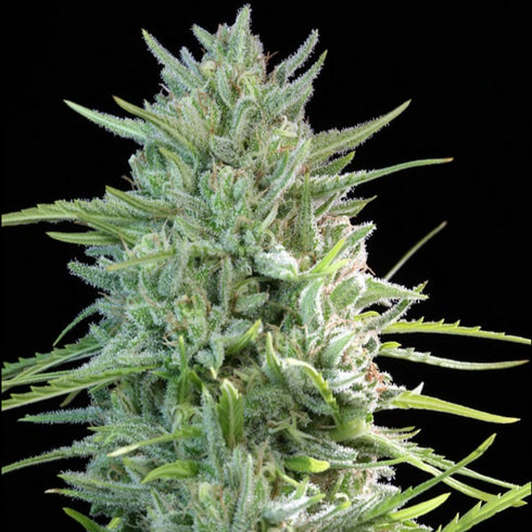 Female Seeds - Sex Bud