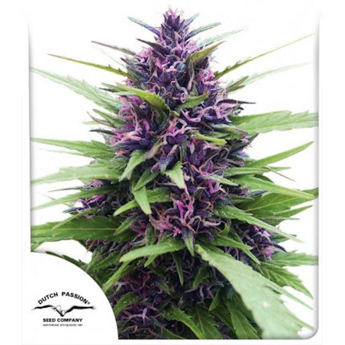 Dutch Passion - Shaman