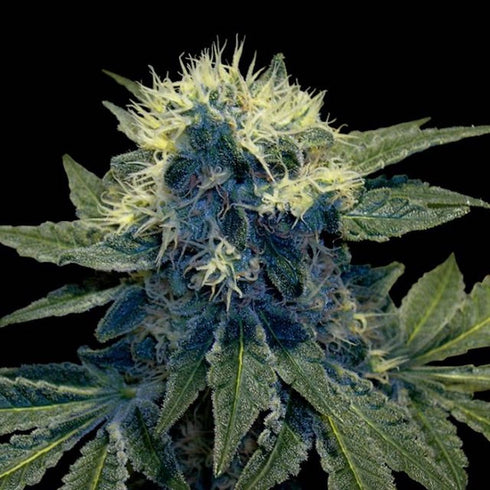 DNA Genetics - Sharksbreath (GYO Collection)