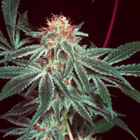 Mr Nice Seedbank - Shark Shock