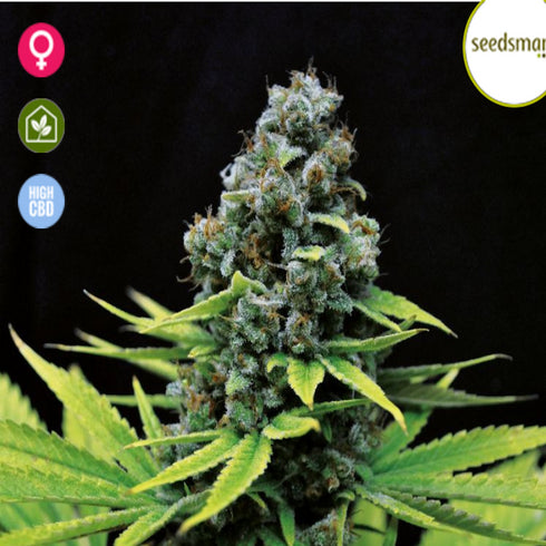 Seedsman - Shark Shock CBD