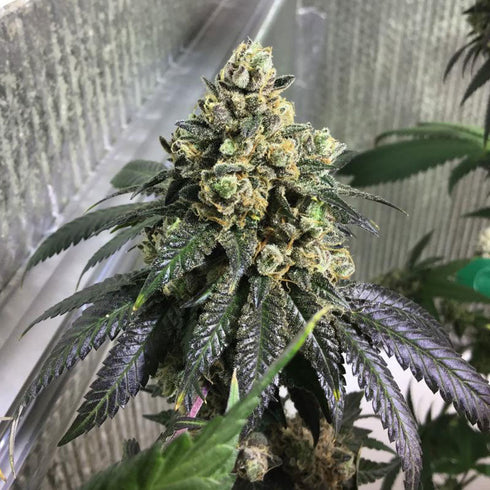 Karma Genetics - Sherb Biker