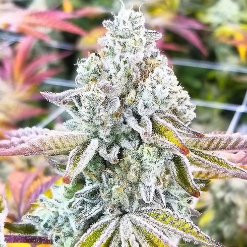 Good Buzz Genetics - Sherbet