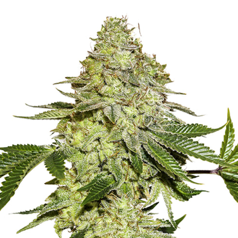 Seed Stockers Seeds - Sherbet