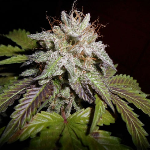Professor Trichome Seeds - Sherbet