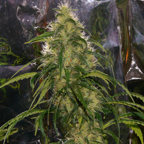 Mr Nice Seedbank - Shit